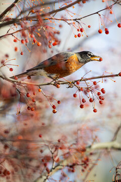 American robin perched on branch eating red crabapples