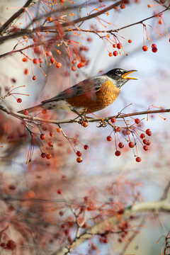 American robin perched on branch with crabapples