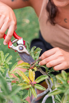 Pruning a garden plant with care and precision