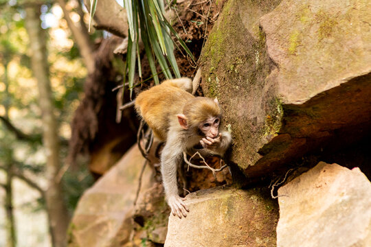 Young monkey climbing rocks in Zhangjiajie park