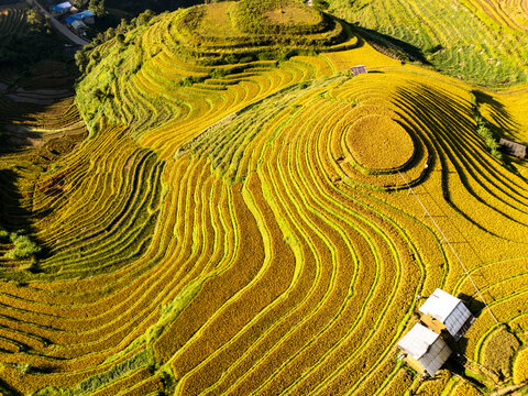 Mu Cang Chai rice terraces in golden sunlight