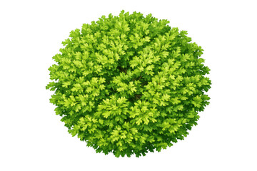Fototapeta premium Round green plant or bush from top view with vibrant foliage, ready for landscaping design on transparent background