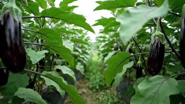 Rows of dark purple eggplants growing on green plants in an agricultural field.