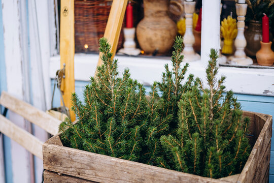 Rustic wooden crate with small pine trees for decoration