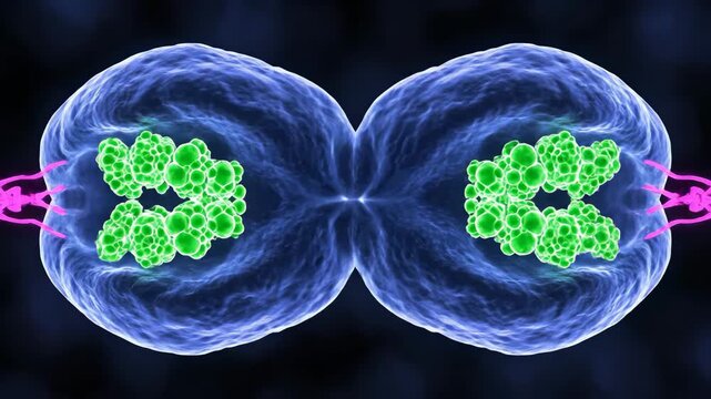 Cell Division Animation - A Visual Journey Through Mitosis and Cytokinesis.