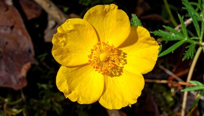 Bright Yellow Globeflower Blossom in Natural Setting.