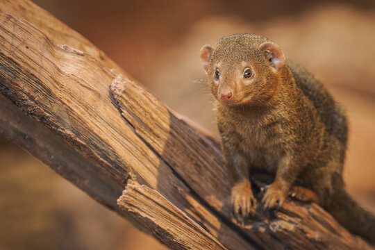 Dwarf mongoose on a log.
