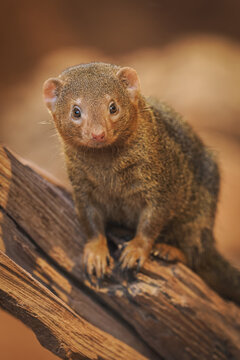 Dwarf mongoose on a log.
