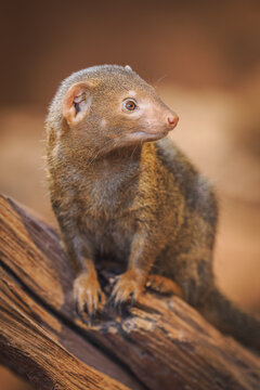 Dwarf mongoose on a log.

