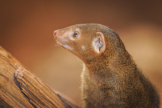 Dwarf mongoose on a log.
