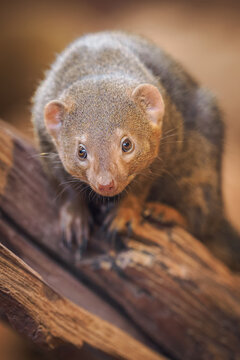 Dwarf mongoose on a log.
