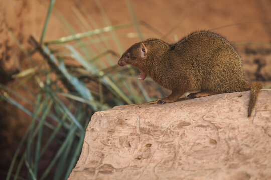 Dwarf mongoose with an open mouth on a log.
