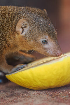 Dwarf mongoose sniffing a yellow melon.
