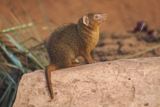 Dwarf mongoose on a log.
