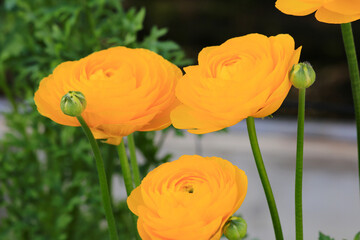 鮮やかなオレンジ色の花