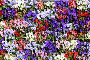 カラフルな花の背景素材