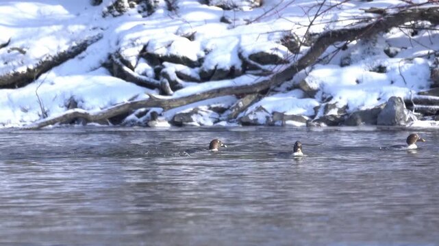 Male and female common goldeneye ducks feed in winter water, repeatedly diving and resurfacing. Snow is visible along the shoreline on a bright winter day.