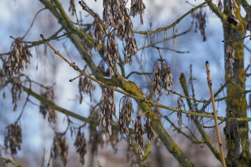 Ash tree samaras on leafless branches in winter.