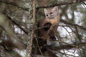 Obraz premium American Pine Marten, Martes americana in winter conifer forest