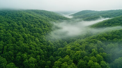Fototapeta premium A Gentle Rolling Fog Covering A Minimal Forest Landscape With Lush Green Foliage And Serene Atmosphere