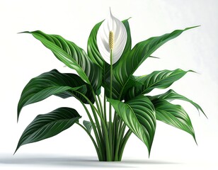 Elegant Peace Lily - A Symbol of Tranquility and Beauty.