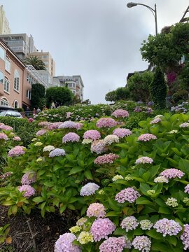 Iconic Lombard Street brick switchbacks framed by lush hedges overlooking straight downhill city street, Coit Tower, Bay Bridge, and foggy San Francisco Bay skyline