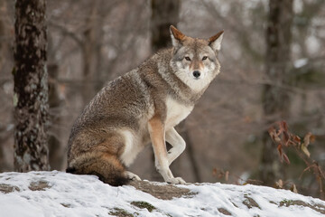 Fototapeta premium Eastern Coyote Canis latrans sitting on snowy rock in winter forest