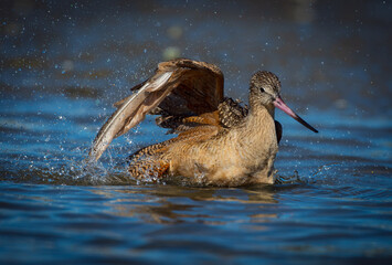 Marbled Godwit Splashing in Shallow Coastal Water