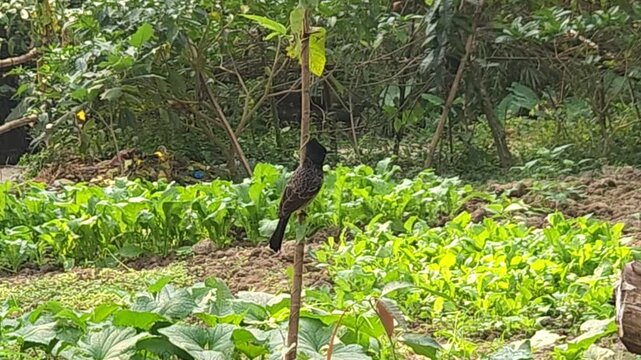 Red-vented Bulbul (Pycnonotus cafer) Perched in Garden, Indian Songbird in Natural Habitat, Wildlife, Ornithology, 4K Stock Footage
