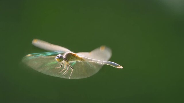 Backlit dragonfly in flight macro closeup over green background