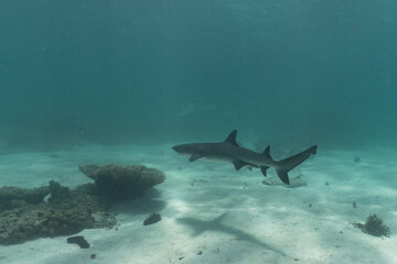 Whitetip reef shark swimming in shallow water over sand at Ningaloo Reef