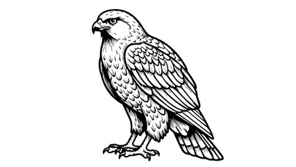 Fototapeta premium Black and white line drawing of a falcon standing upright with folded wings and fanned tail feathers