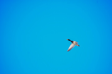 Mallard duck in flight against a clear blue sky, wings spread wide