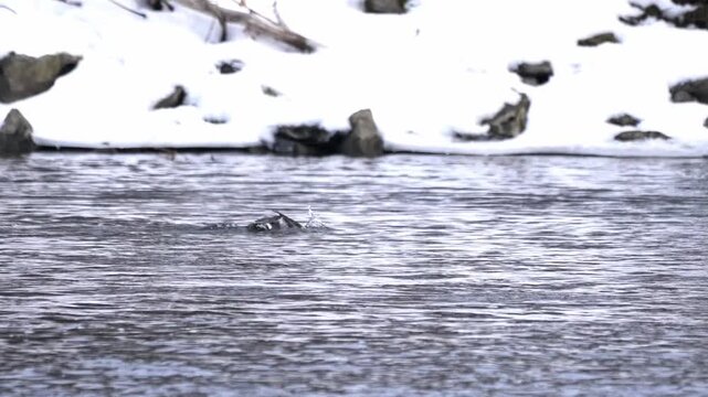 emale common goldeneye duck briefly surfaces in winter water near a snow-covered embankment before diving again in a calm freshwater setting.
