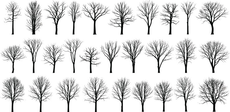 Collection of various bare trees silhouetted against a plain background from different viewpoints and perspectives in illustration format