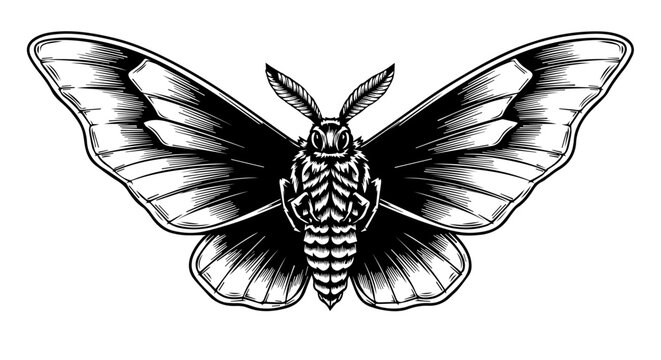 Black and white illustration of a moth with intricate vein patterns and delicate textures