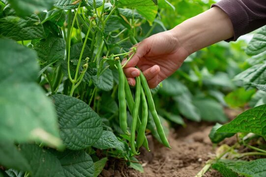 Beans flowers is garden.fresh still to pick beans hanging on a bean plant.Organic Garden Fresh Italian Green Beans.Young bean plant with flowers in the garden. Green beans grow in the vegetable garden