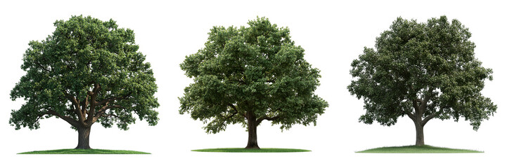 Obraz premium Three different green trees stand tall and strong. Their lush green foliage provides shade. The ground beneath their barks is covered with grass. 