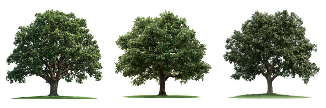 Three different green trees stand tall and strong. Their lush green foliage provides shade. The ground beneath their barks is covered with grass. 