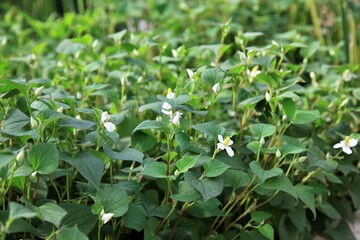 약용식물, 어성초, 약모밀
