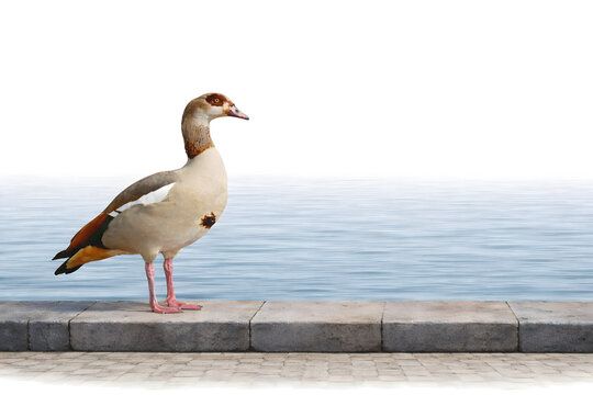 Egyptian Goose on Rotterdam Harbor Embankment with Copy Space