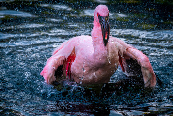 Flamingo Splashing Water During Bath