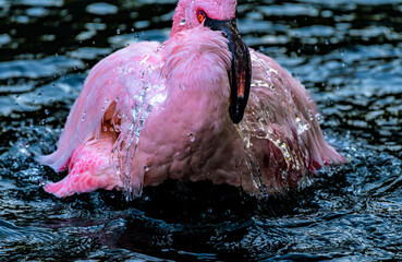 Flamingo Splashing Water During Bath