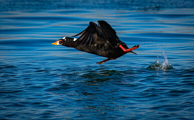 Surf Scoter Taking Off From Ocean Surface