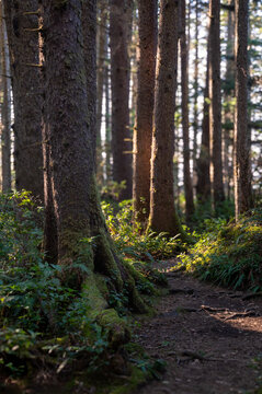Hiking trail through a rain forest environment in Oswald West State Park, Oregon  located about 10 miles south of the city of Cannon Beach. The park covers 2,448 acres with many miles of hiking trails