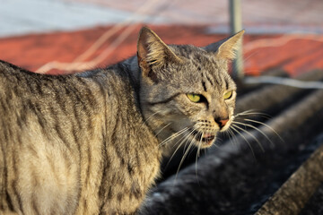 Naklejka premium cat on the roof in the city