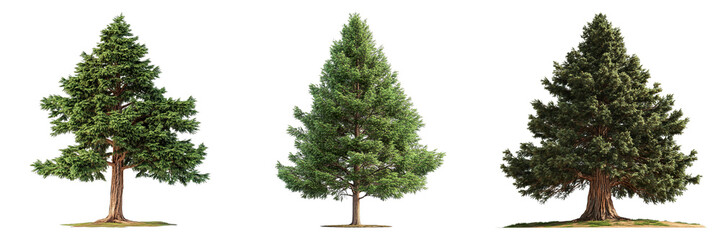 Three evergreen trees of different sizes stand in a row, each exhibiting lush green foliage. The trees showcase natural beauty and the diversity of plant life.