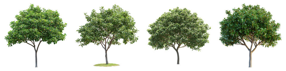 Four lush green trees stand in a row, showcasing different stages of growth and foliage density. The varying shapes and sizes of the trees create an interesting visual display.