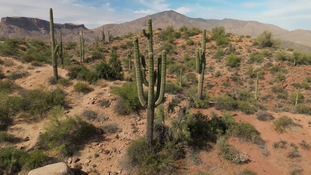 Aerial drone circling a large saguaro cactus in the Arizona desert landscape on a sunny day.