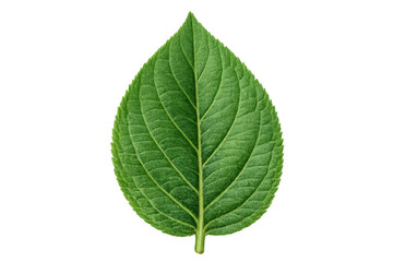 Obraz premium Fresh green leaf isolated on a transparent background, representing nature, growth, and environmental concepts
